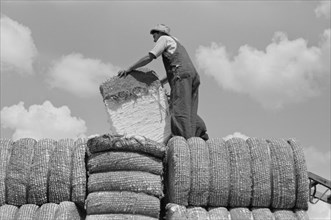 Man Loading Bales of Cotton onto Truck, Lehi, Arkansas, USA, Russell Lee, Farm Security Administration, September 1938