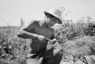 Japanese-American Farm Worker Sharpening Hoe in Field, Farm Security Administration (FSA) Mobile Camp, Nyssa, Oregon, USA, Russell Lee, Farm Security Administration, July 1942