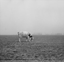 Cow Trying to Graze on Windswept Pasture of Farm, Ford County, Kansas, USA, Arthur Rothstein, Farm Security Administration, March 1936