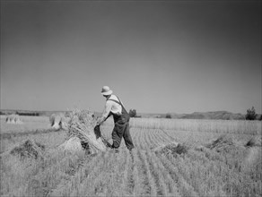 Irrigated Fields in Drought Area Yield Good Harvest, near Billings, Montana, USA, Arthur Rothstein, Farm Security Administration, July 1936