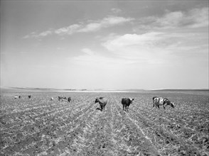 Cattle Turned Loose to Graze in Corn field already Ruined by Drought and Grasshopper Plague, near Carson, North Dakota, USA, Arthur Rothstein, Farm Security Administration, July 1936