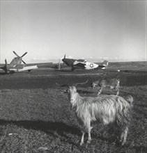 Goats on Runway at American Air Base with Airplanes in Background, Ramitelli, Italy, Toni Frissell, March 1945