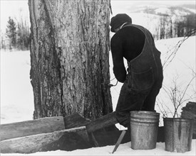 Man Drilling Spout while Tapping Sugar Maple Tree to Collect Maple Syrup, North Bridgewater, Vermont, USA, Marion Post Wolcott for Farm Security Administration, April 1940