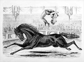 Bareback Horse Rider at Circus, 19th Century Engraving
