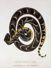 Short Tailed Viper (V. Brachyura), Hand-Colored Engraving, circa 1830