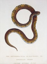 Chuckeera-Bora, Bad Ringed or Russelian Snake (Coluber Russelii), Hand- Colored Engraving, circa 1830