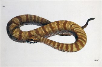 Unidentified Snake, Hand-Colored Engraving, circa 1830