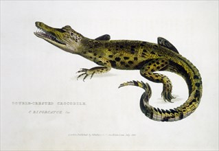 Double Crested Crocodile (C. Biporcatus), Hand-Colored Engraving, circa 1830
