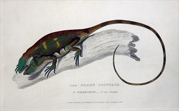 Green Polycrus (P. Virescens), Engraving, circa 1830