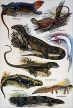Various Reptiles, 19th Century Engraving