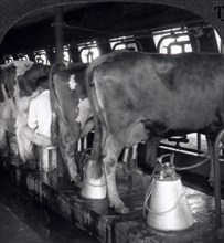 Cows Being Milked in a Dairy, Plainsboro, New Jersey, USA, Stereo Photograph, circa 1920