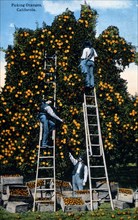 Picking Oranges, California, USA, Hand Colored Photograph, circa 1919