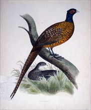 Pheasant, Hand-Colored Engraving, Early 19th Century