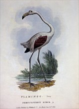 Flamingo, Phoenicopterus Ruber, Hand-Colored Engraving, circa 1829