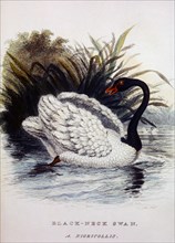 Black Neck Swan, A. Nigricollis, Hand-Colored Engraving, circa 1830