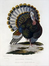 Honduras Turkey, Meleagris Ocelisata, Hand-Colored Engraving, 1828