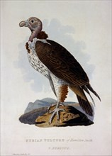 Nubian Vulture, V. Nubian, Hand-Colored Engraving, 1827