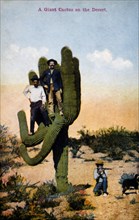 Two Men Standing in a Giant Desert Cactus, Hand Colored Photograph
