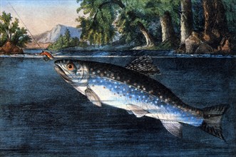 Trout Taking Bait, Currier & Ives, Lithograph, circa 1874