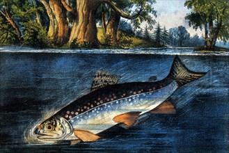 Trout After Taking Bait, Currier & Ives, Lithograph, circa 1874