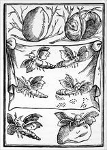 Evolution of the Silkworm, English Engraving, circa 1622