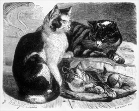 Domestic Cats, Animate Creation, Engraving, circa 1898