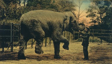 Elephant with Trainer at Zoo, Dusseldorf, Germany, circa 1909
