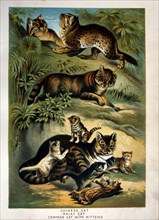 Chinese Cat, Malay Cat and Common Cat with Kittens, Johnson's Household Book of Nature, Chromolithograph, circa 1880