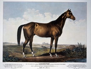 The Celebrated Horse Lexington, Currier & Ives, 1855