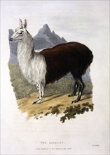 Alpaca, Hand-Colored Engraving, circa 1824