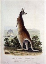 Woolly Kangaroo, Macropus Ianigerus, Hand-Colored Engraving, circa 1827