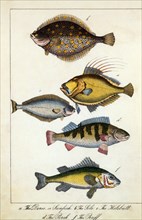 Sole, Sunfish, Halibut, Perch and Buff Fish, Hand-Colored Engraving, circa 1800