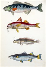 Perch, Barbel, Rainbow Fish and Tench Fish, Hand-Colored Woodcut, circa 1799