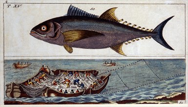 Fish and Fisherman, Hand-Colored Woodcut, circa 1800