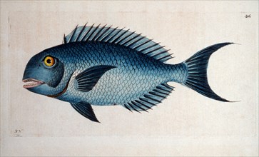 Blue Coryphaena Fish, The Naturalist's Miscellany, Shaw and Nodder, Hand-Colored Engraving, circa 1799