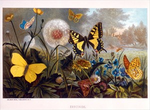Butterflies in Garden, Erycinids, circa 1885