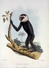 Gibbon Standing on Tree Trunk, Simia Lar Minor, 1824