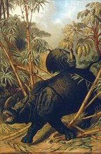 Rhinoceros, 1898