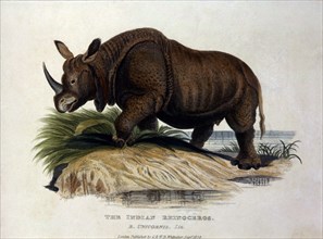 Indian Rhinoceros, R. Unicornis, 1824