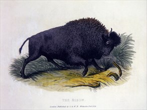 Bison, Engraving, 1824