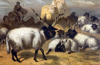 Wallachian Sheep, 1898