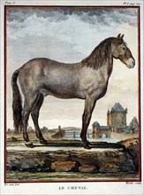 Horse, Le Cheval, Hand-Colored Engraving, 1752