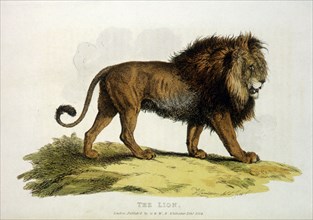 Lion, Hand-Colored Engraving, 1824
