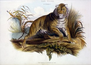 Tiger, Panthera Tigris, Hand-Colored Engraving, 1824