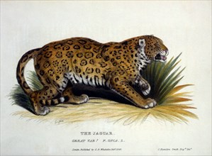Jaguar, F. Onca, Hand Colored Engraving, 1825