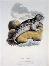Seal, Phoca Vitulina, 1824