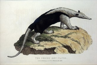 Ursine Anteater, Hand-Colored Engraving, 1824