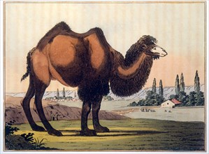 Bactrian Camel, Hand-Colored Engraving from P.S. Pallas' Travels Through Southern Provinces of the Russian Empire in the Years 1793 and 1794