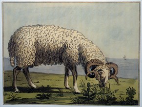 Crimean Sheep, Hand-Colored Engraving from P.S. Pallas' Travels Through Southern Provinces of the Russian Empire in the Years 1793 and 1794