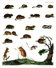 Various Mice, Hand-Colored Engraving, Early 19th Century